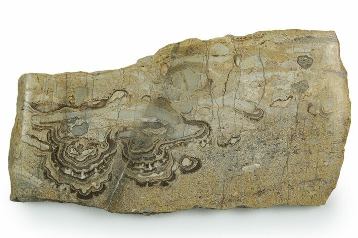 Upper Carboniferous Stromatolite Slab - Fife, Scotland #353857